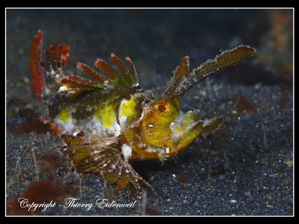Anilao Macro Dive Media Highlight